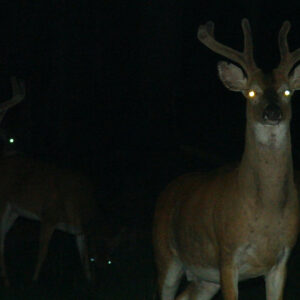 Close encounters of the cervidae kind