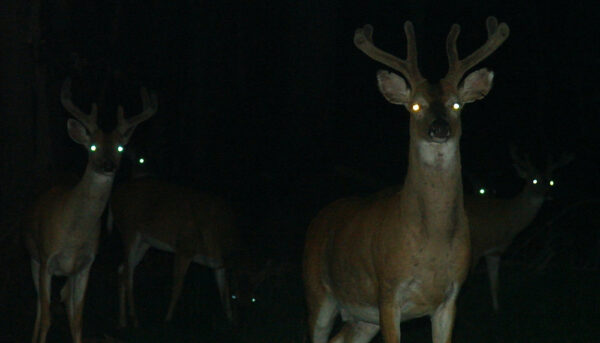 Close encounters of the cervidae kind